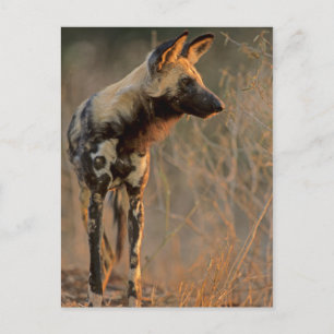Cartão Postal Cão selvagem africano (Lycaon Pictus), Kruger