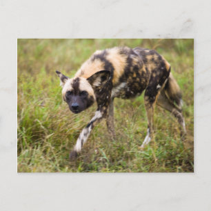 Cartão Postal Cão Selvagem Africano (Lycaon Pictus), Madikwe Gam