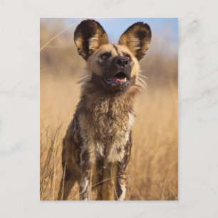 Cartão Postal Cão Selvagem Africano Pintado