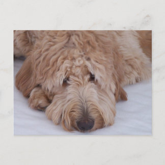 Cartão Postal Cão triste, só, adorável, & bonito de GoldenDoodle