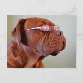 Cartão Postal Cão Vestindo óculos cor-de-rosa