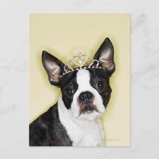 Cartão Postal Cão vestindo tiara (Frente)