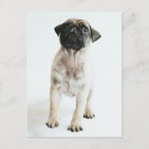 Cartão Postal Cãozinho