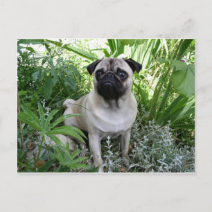 Cartão Postal cãozinho