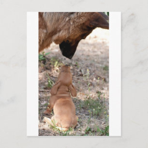 Cartão Postal cãozinho-alemão