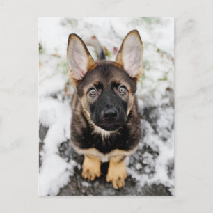 Cartão Postal Cãozinho Bonito Olhando