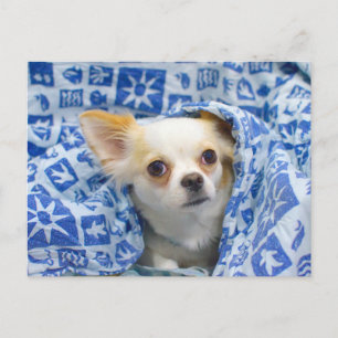 Cartão Postal Cãozinho chihuahua de cabelo longo