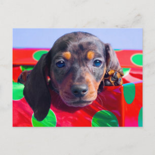 Cartão Postal Cãozinho Dachshund na caixa de presentes