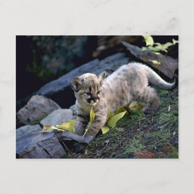 Cartão Postal Cãozinho de seis semanas (Frente)