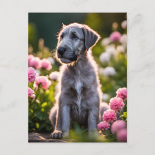 Cartão Postal Cãozinho de Wolfhound irlandês