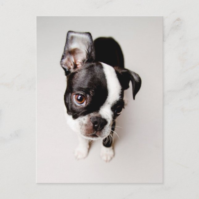 Cartão Postal Cãozinho Edison Boston Terrier. (Frente)