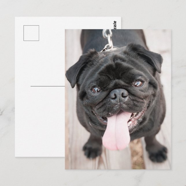 Cartão Postal Cãozinho engraçado (Frente/Verso)