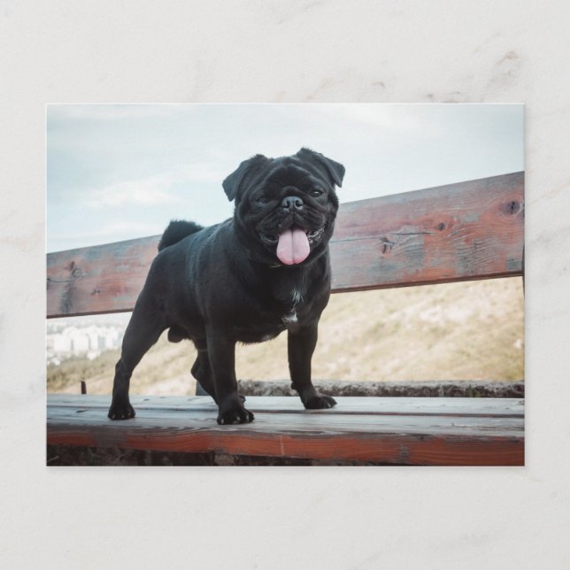 Cartão Postal Cãozinho engraçado (Frente)