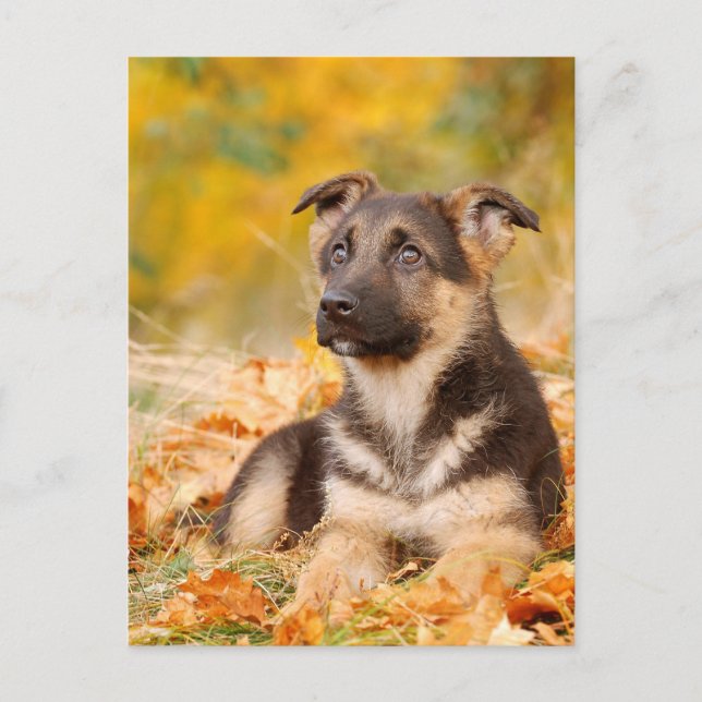 Cartão Postal Cãozinho German shepherd de outono (Frente)