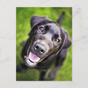 Cartão Postal Cãozinho labrador preto olhando para cima, perto