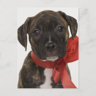 Cartão Postal Cãozinho Pitbull vestindo fita vermelha