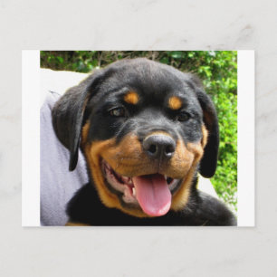 Cartão Postal Cãozinho rottweiler