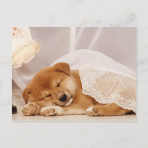 Cartão Postal Cãozinho Shiba Inu dormindo debaixo de uma cortin