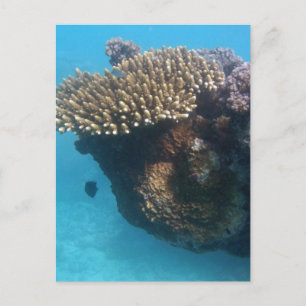 Cartão Postal Capa de foca