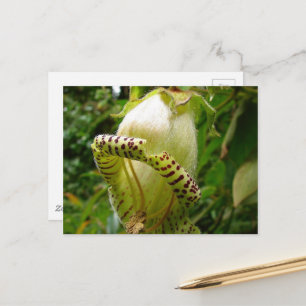 Cartão postal Capanea Grandiflora