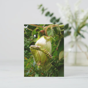 Cartão Postal Capanea Grandiflora