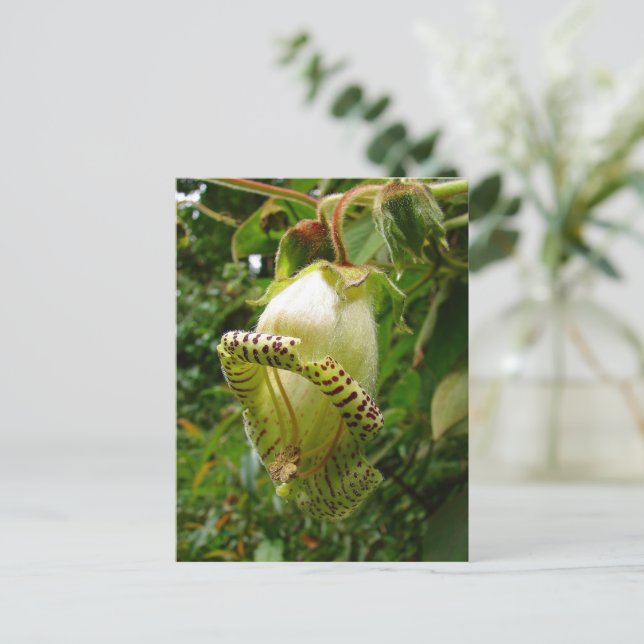 Cartão Postal Capanea Grandiflora (Em pé/Frente)