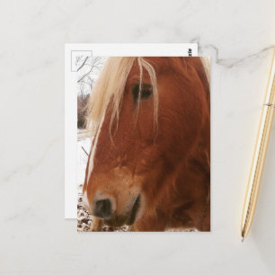 Cartão Postal Capão Cavalo Belga