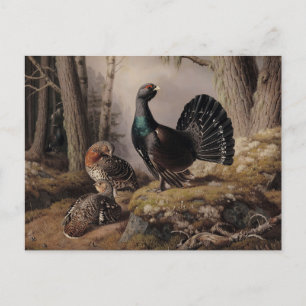 Cartão Postal Capercaillies Courting por Ferdinand von Wright