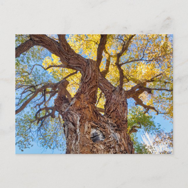 Cartão Postal Capitol Reef National Park, Cottonwood Tree (Frente)