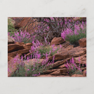 Cartão Postal Capitol Reef National Park, Utah, EUA