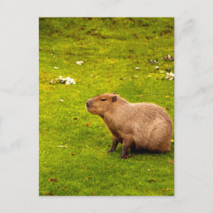 Cartão Postal Capivara