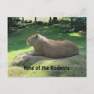 Cartão Postal Capivara Gigante