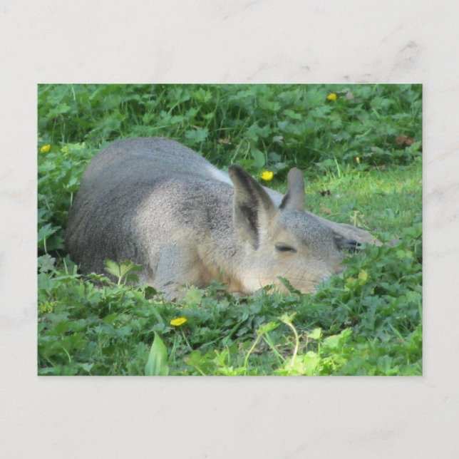 Cartão Postal Capivara - Grande Roedor (Frente)