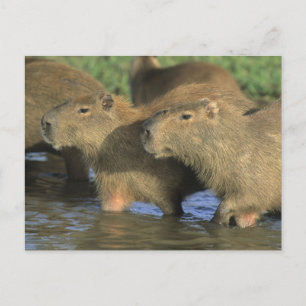 Cartão Postal Capivara, Hydrochaeris hydrochaeris), mundo's