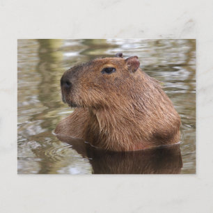 Cartão Postal Capivara Nando