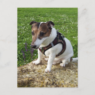 Cartão Postal Capo von Oppenheim, cachorro Terrier Jack Russell
