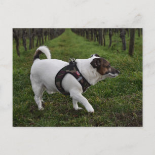 Cartão Postal Capo von Oppenheim, cão Terrier Jack Russell