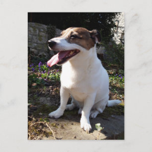 Cartão Postal Capo von Oppenheim, Jack Russell Terrier Dog