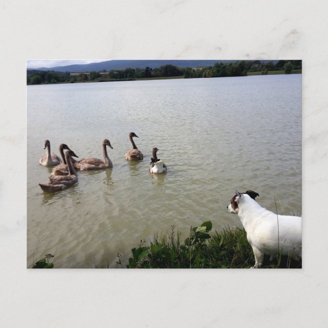 Cartão Postal Capo von Oppenheim, Jack Russell Terrier Dog (Frente)