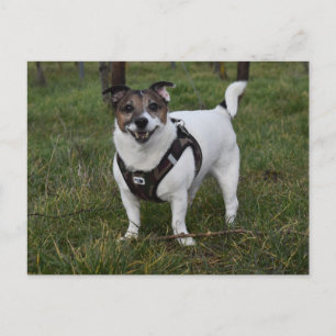 Cartão Postal Capo von Oppenheim, Jack Russell Terrier Dog