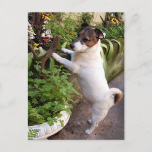 Cartão Postal Capo von Oppenheim, Jack Russell Terrier Dog