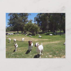 Cartão Postal Caprinos curiosos