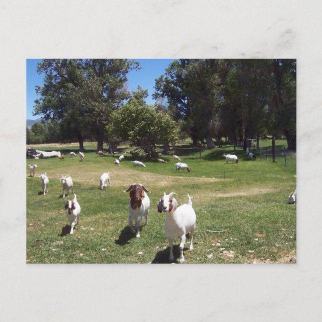Cartão Postal Caprinos curiosos (Frente)