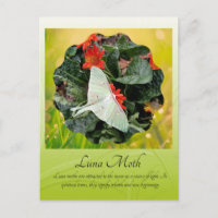 Captivando Luna Moth