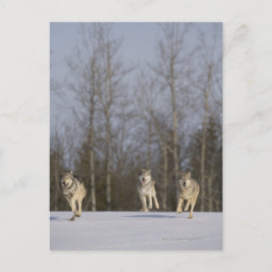 Cartão Postal Captive, Duluth, Minnesota, USA 2