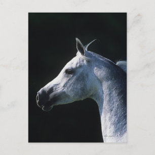 Cartão Postal Captura 2 do Cavalo Árabe