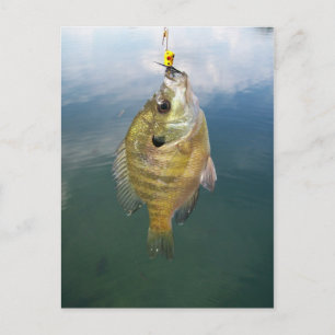 Cartão Postal Captura de Bluegill