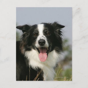 Cartão Postal Captura de Borda Collie Panting 1