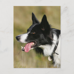 Cartão Postal Captura de Borda Collie Panting 2