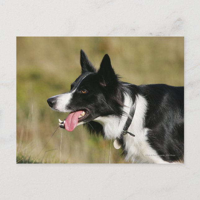 Cartão Postal Captura de Borda Collie Panting 2 (Frente)